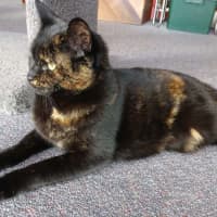 Photo of Birdie 
