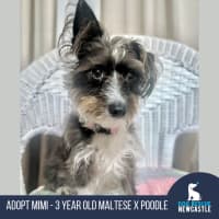 Photo of Mimi   3 Year Old Maltese X Poodle