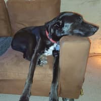Photo of Kora