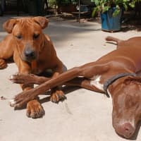 Photo of Roadie & Rusty