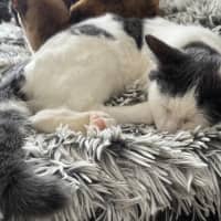 Photo of Larry *9 Lives Project Rescue*