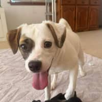 Photo of Sheba