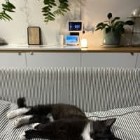 Photo of Tulli   13 Week Old Domestic Medium Hair