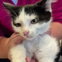 Photo of Jessie *9 Lives Project Rescue*