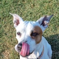 Photo of Ziggy