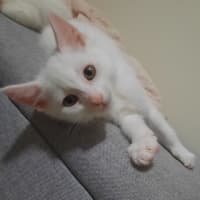 Photo of Norman