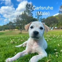 Photo of The Ranges Litter