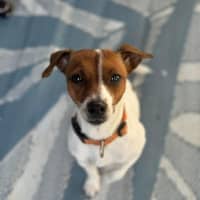 Photo of Macaroon 