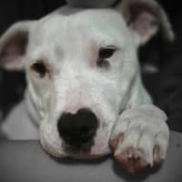 Photo of Winston