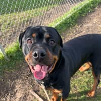 Photo of Gunter (63910)