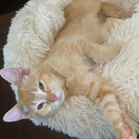 Photo of Barney