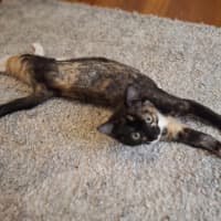 Photo of Ember