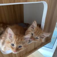 Photo of Blaze  Meet Me At Pet Stock Chelsea