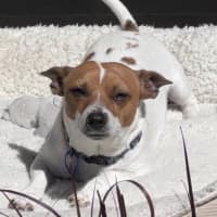 Photo of Poh   3 Year Old Fox Terrier