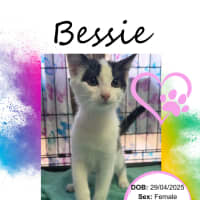 Photo of Bessie