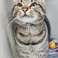 Photo of 🧃 Archibald 6433 🧃