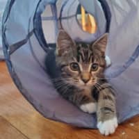 Photo of Luna