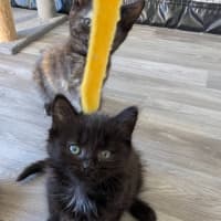 Photo of Benji (Female)