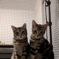 Photo of $180 Snuggles