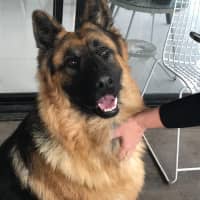 Photo of Otto