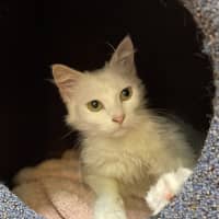 Photo of Willow
