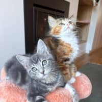 Photo of Milkshake & Matcha