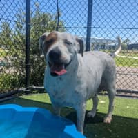 Photo of Chilli Imp 2794