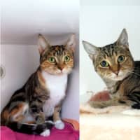 Photo of Jade Sta014901 & Ruby Sta014898