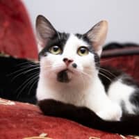 Photo of Bella