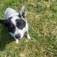 Photo of Bandit