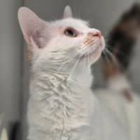Photo of Cookie