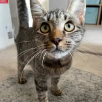 Photo of Buddy (Stripes) 