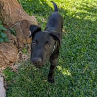 Photo of Billy   3 Month Old Kelpie X Wolfhound