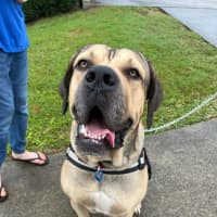 Photo of Marmalade *$350 Adoption Fee*