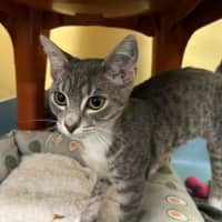 Photo of Donner And Vixen