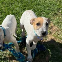 Photo of Rob   11 Week Old Cattle Dog X Staffy(trial 6/10)