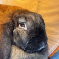 Photo of Stella & Thumper