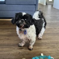 Photo of Piper💖7yo, Shih Tzu Girl (On Trial 14/9/25)