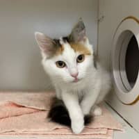 Photo of Minerva