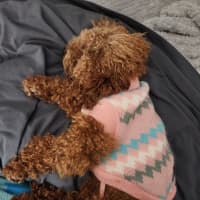 Photo of Biscoff   1 Year Old Poodle X