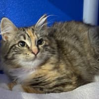 Photo of Mochi