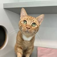 Photo of Amber