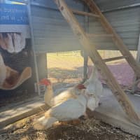 Photo of 3 Muscovy Ducks