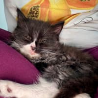 Photo of Fluoxetine Aka Flux