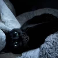 Photo of Luna Kitty   In Foster Care In Mount Martha