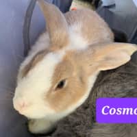 Photo of Cosmo
