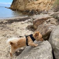 Photo of Rusty