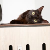 Photo of Tootsie Roll