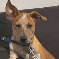 Photo of Oliver