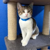 Photo of Cookie